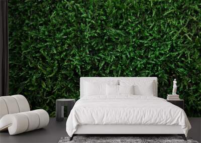 Green moss texture background Wall mural