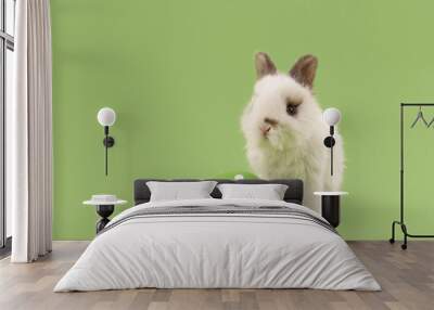 White baby bunny rabbit with green painted polka-dotted egg on green background. Easter holiday concept. Wall mural