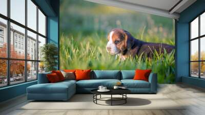 A cute beagle puppy 1 month lying on the green grass field. Wall mural