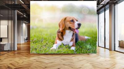 An adorable beagle dog sitting in the grass field. Wall mural