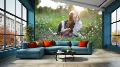 Beagle dog scratching body outdoor on the grass field. Wall mural