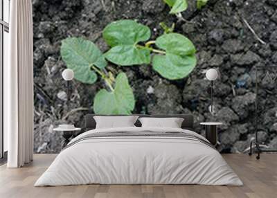 Two leaf green bean plant sprouts, sprouting bean plant, Wall mural