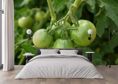 unripe fresh green tomatoes, natural tomatoes, natural tomatoes in the hobby garden, Wall mural