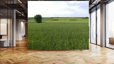 wheat plant, green wheat yet unripe spike, wheat field, Wall mural