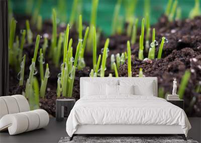 fresh oat sprouts with water drops, close up. young sprouts of Wall mural