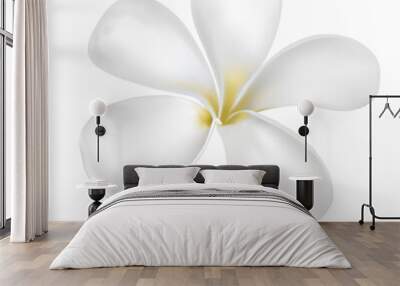 Plumeria or frangipani flower vector on white background. White flower. Wall mural