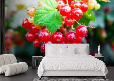 Red currants on branch in garden on sunny summer day Wall mural