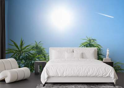 Marijuana (cannabis) plants background, blue sky with sun and blured aircraft Wall mural