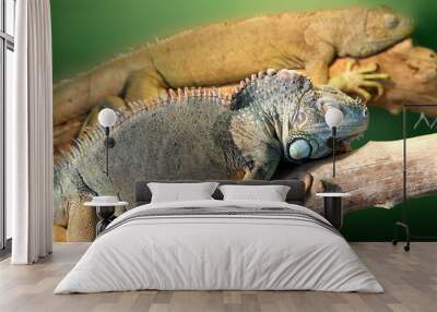 two iguana Wall mural