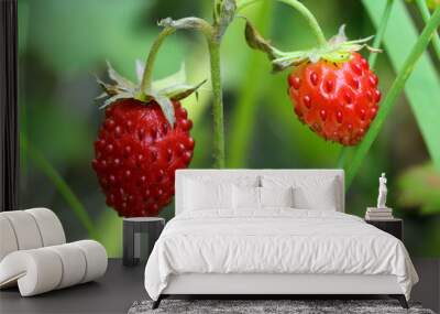 wild strawberry macro Wall mural