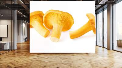 Raw fresh edible wild mushroom chanterelle isolated on white background Wall mural