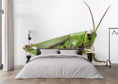 Green grasshopper isolate on transparent png. Wall mural