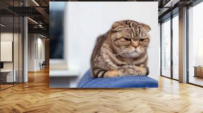 Cute cat Scottish Fold is lying on a blue sofa, gently folding his paws and sadly looking away, against a blurred background of white wall and window. Close-up. Wall mural