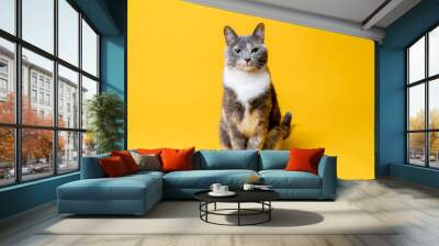 The cat sits calmly and looks confidently at the camera, isolated on a yellow background. Portrait of a pet. Wall mural