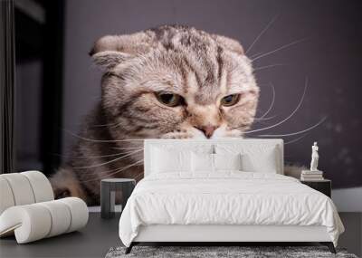 Thoroughbred dissatisfied cat Scottish Fold is on the table and evil looks. Close-up. Wall mural