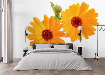 Calendula. Marigold flower isolated on white background Wall mural