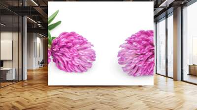 Clover or trefoil flower medicinal herbs isolated on white background Wall mural