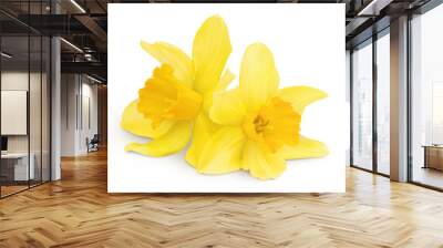 Daffodil flower or narcissus isolated on white background with full depth of field Wall mural