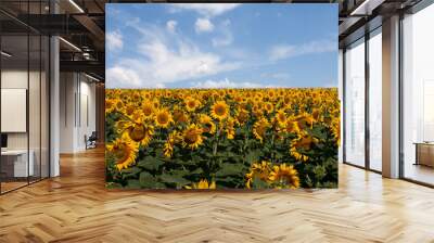 field of sunflowers against the blue sky Wall mural