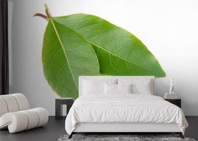 Fresh laurel leaf isolated on white background Wall mural