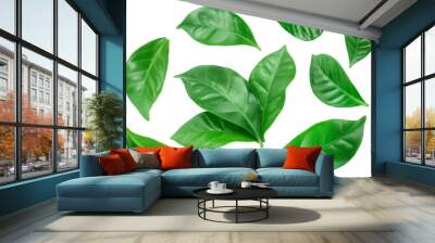 Green coffee leaves isolated on a white background. Set or collection Wall mural