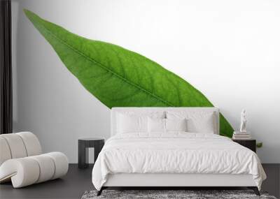 Green lychee leaf isolated on a white background Wall mural