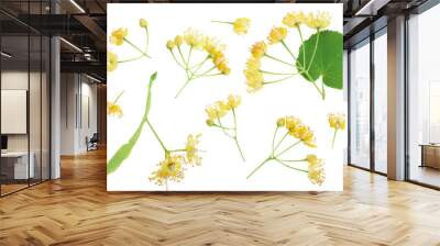 Linden flowers with leaf isolated on white background. Top view. Flat lay. Wall mural