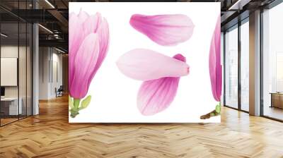 Pink magnolia flower isolated on white background with full depth of field. Top view. Flat lay Wall mural