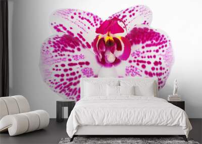 pink phalaenopsis orchid flower isolated on white background Wall mural