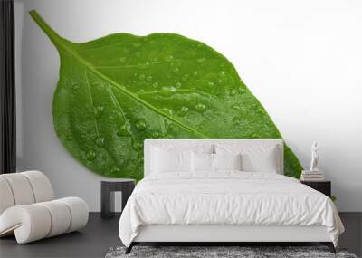 Sweet pepper leaf closeup isolated on white background Wall mural