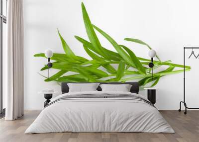 tarragon isolated on a white background. Artemisia dracunculus Wall mural