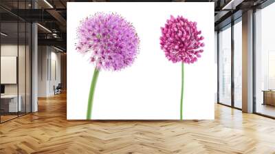 the flower of wild garlic isolated on white background. Wall mural