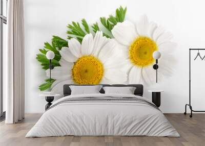 two chamomile or daisies with leaves isolated on white background Wall mural