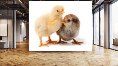 two little chicken isolated on white background Wall mural