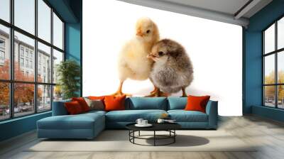 two little chicken isolated on white background Wall mural