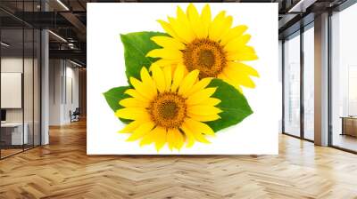 Two sunflowers with leaves isolated on white background Wall mural