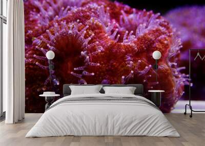 Acanthastrea LPS coral underwater shot Wall mural