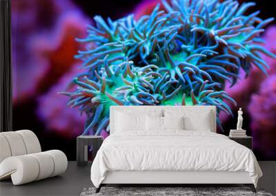 Big Green polyps of Duncan LPS coral - duncanopsammia axifuga Wall mural