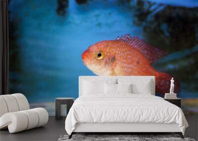 Blood-Red Jewel Cichlid - Hemichromis lifalili  Wall mural