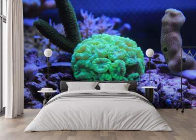 Caulastrea curvata LPS coral  Wall mural