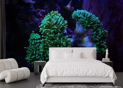 Coral in Motion - Euphyllia Torch LPS coral Wall mural