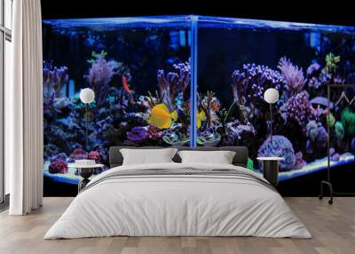 Coral reef saltwater aquarium scene Wall mural