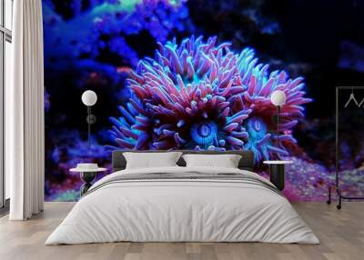 Duncanopsammia is a large polyp stony (LPS) coral - Duncanopsammia axifuga Wall mural