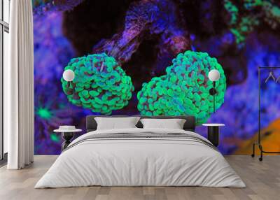 Euphyllia hammer coral Wall mural