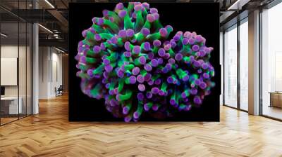 Euphyllia LPS coral isolated image Wall mural