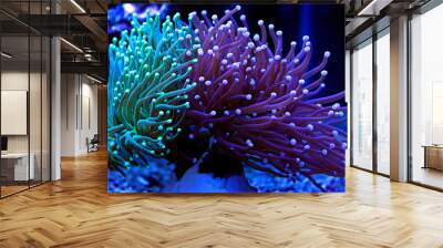 Euphyllia torch colorful LPS coral in Reef aquarium Wall mural