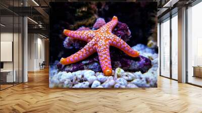 Fromia seastar in coral reef aquarium tank is one of the most amazing living decorations  Wall mural