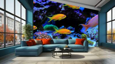 Group of Anthias fishes family in coral reef aquarium tank Wall mural