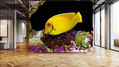 Lemon Tang aka Chocolate tang 
(Acanthurus sp.)  Wall mural