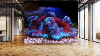 LPS coral in reef aquarium tank Wall mural